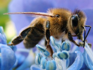 Western honey bee